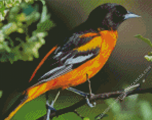 Orioles Bird Diamond Painting