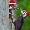 Pileated Woodpecker Little Birds Diamond Painting