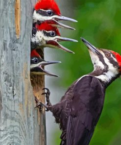 Pileated Woodpecker Little Birds Diamond Painting