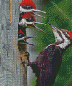 Pileated Woodpecker Little Birds Diamond Painting