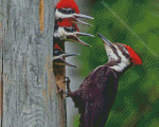 Pileated Woodpecker Little Birds Diamond Painting