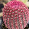 Pink Cactus Plant Diamond Painting