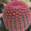 Pink Cactus Plant Diamond Painting