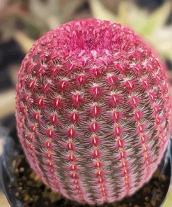 Pink Cactus Plant Diamond Painting