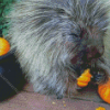 Porcupine Eating Pumpkin Diamond Painting