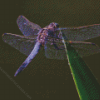 Purple Dragonfly Diamond Painting