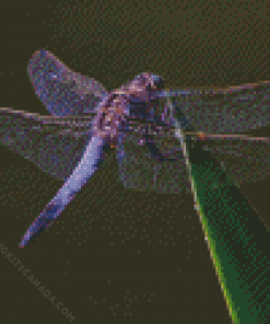 Purple Dragonfly Diamond Painting