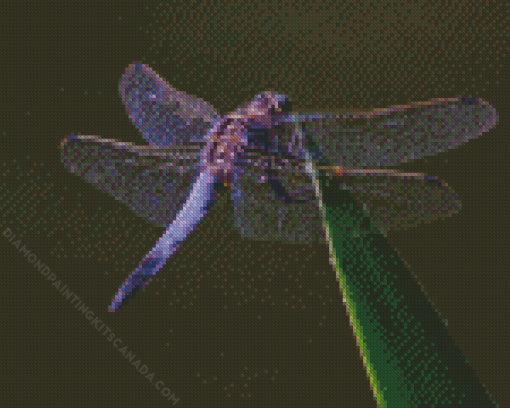 Purple Dragonfly Diamond Painting