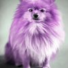 Purple Puppy Diamond Painting