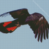 Red Tailed Black Cockatoo Flying Diamond Painting