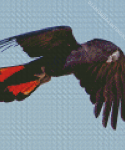 Red Tailed Black Cockatoo Flying Diamond Painting