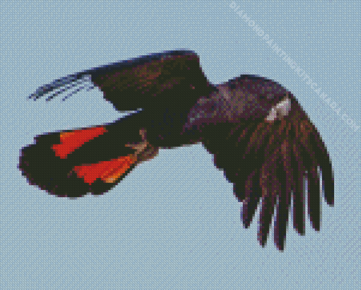 Red Tailed Black Cockatoo Flying Diamond Painting