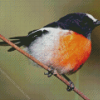 Scarlet Robin Diamond Painting