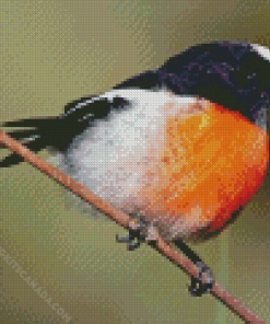 Scarlet Robin Diamond Painting