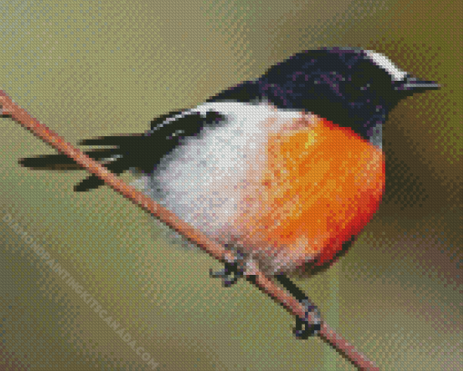 Scarlet Robin Diamond Painting