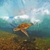 Sea Turtle Under Wave Diamond Painting