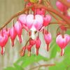 The Asian Bleeding Heart Plant Diamond Painting