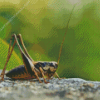 The Cricket Insect Diamond Painting