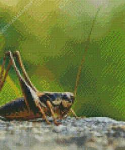 The Cricket Insect Diamond Painting