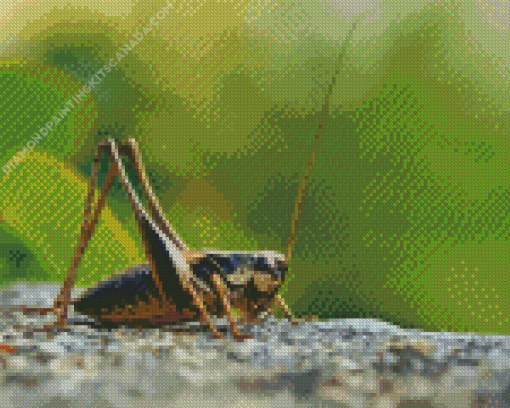 The Cricket Insect Diamond Painting