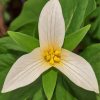 Trillium Flower Diamond Painting