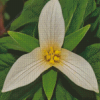 Trillium Flower Diamond Painting