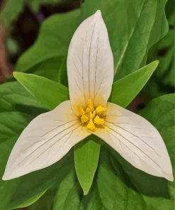 Trillium Flower Diamond Painting