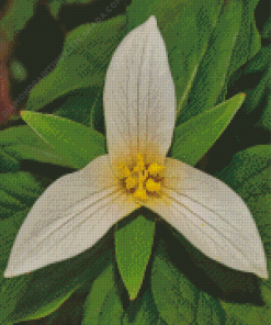 Trillium Flower Diamond Painting