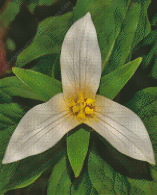 Trillium Flower Diamond Painting