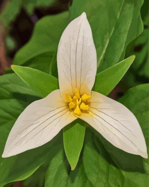 Trillium Flower Diamond Painting