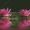 Water Lilies Flowers And Lake Diamond Painting