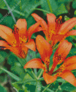 Western Red Lilies Plant Diamond Painting