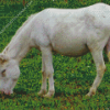 White Donkey Diamond Painting