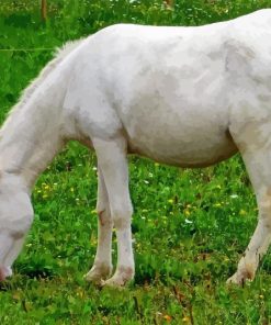 White Donkey Diamond Painting