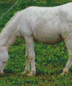 White Donkey Diamond Painting