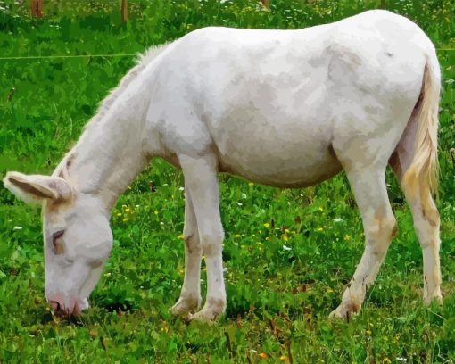 White Donkey Diamond Painting