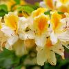 White Yellow Azalea Plants Diamond Painting