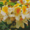 White Yellow Azalea Plants Diamond Painting