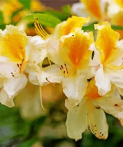 White Yellow Azalea Plants Diamond Painting