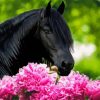 Beautiful Black Horse And Flowers Diamond Painting