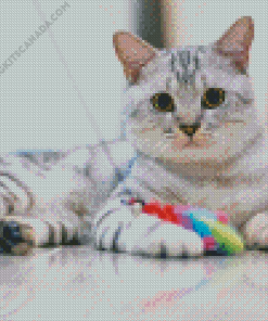 Big Eyed American Shorthair Cat Diamond Painting