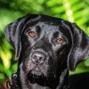 Black Labrador Retriever Head Diamond Painting