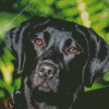 Black Labrador Retriever Head Diamond Painting