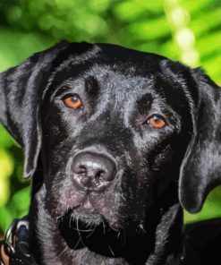 Black Labrador Retriever Head Diamond Painting