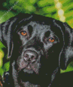 Black Labrador Retriever Head Diamond Painting