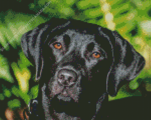 Black Labrador Retriever Head Diamond Painting