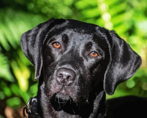 Black Labrador Retriever Head Diamond Painting