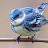 Cerulean Warbler Bird Diamond Painting