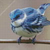 Cerulean Warbler Bird Diamond Painting