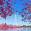 Cherry Blossoms Washington Monument Diamond Painting